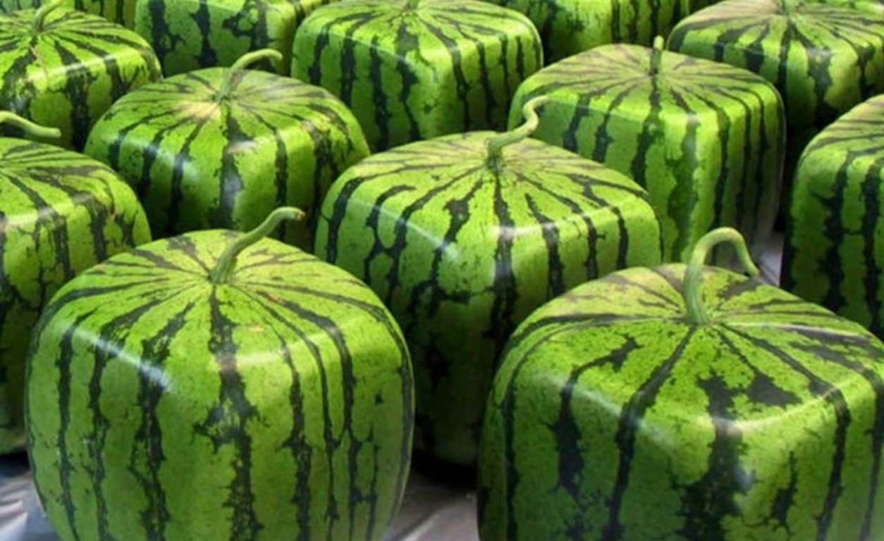 هندوانه مکعبی