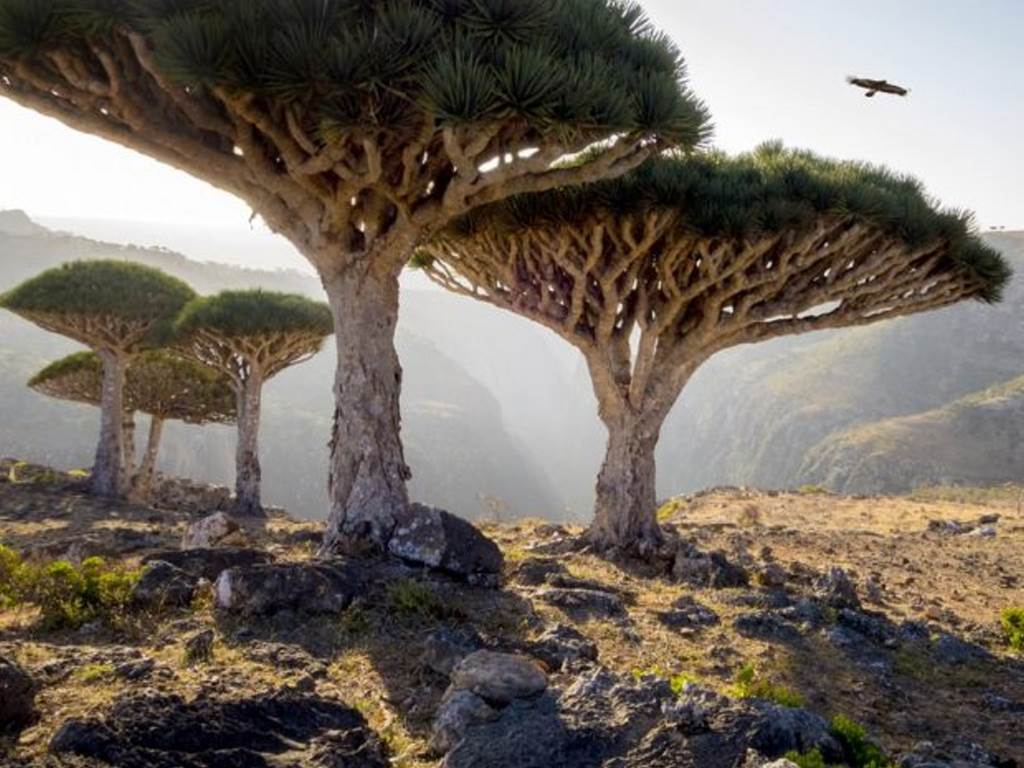 جزیره سکترا